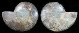 Cut & Polished Ammonite Fossil - Agatized #58720-1
